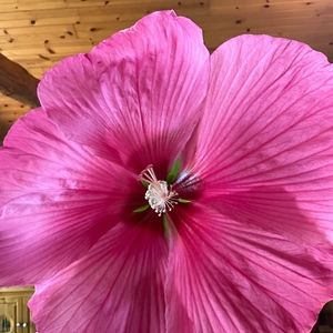 Meet your Posher, Melanie